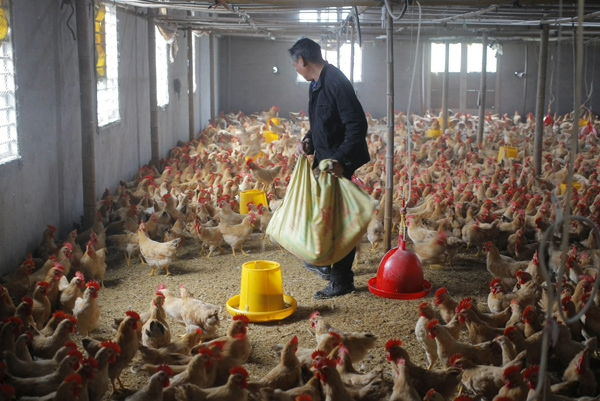 Yuchao Chicken Farm